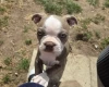 Boston Terrier