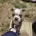 Boston Terrier