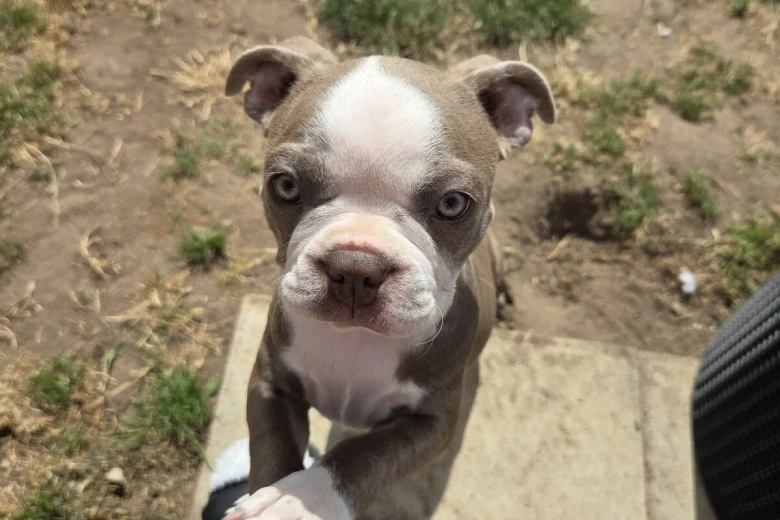 Boston Terrier