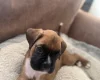 Boxer