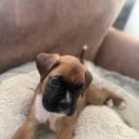 Boxer