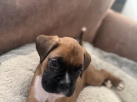 Boxer