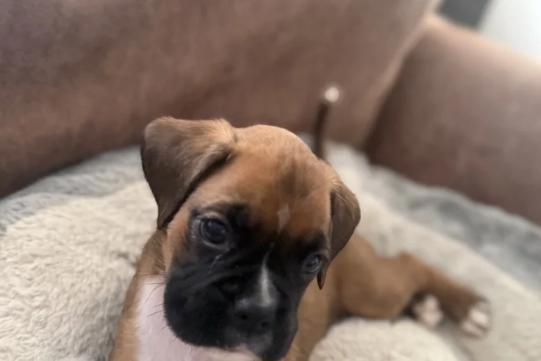 Boxer