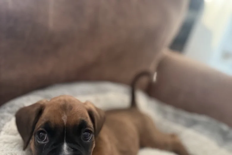 Boxer