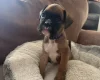 Boxer