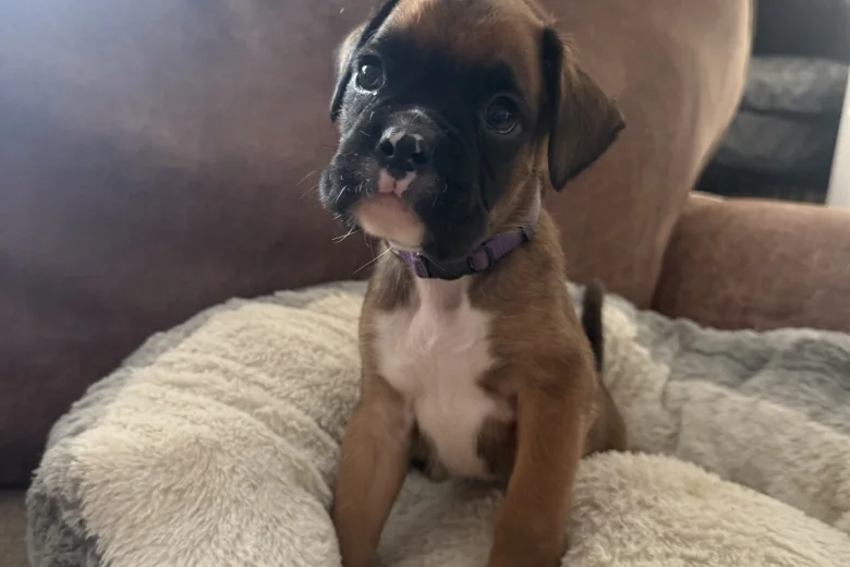 Boxer