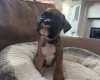 Boxer