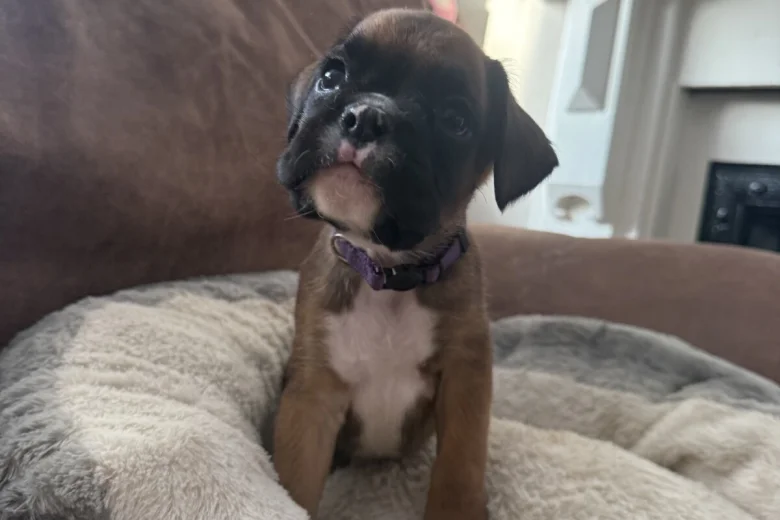 Boxer