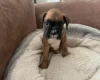 Boxer