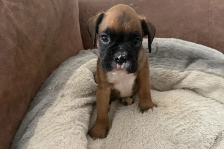 Boxer