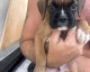 Boxer