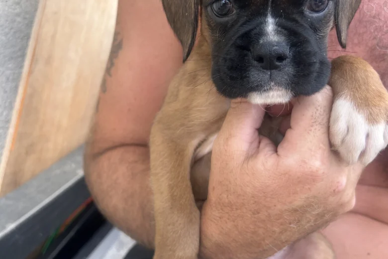 Boxer