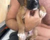 Boxer