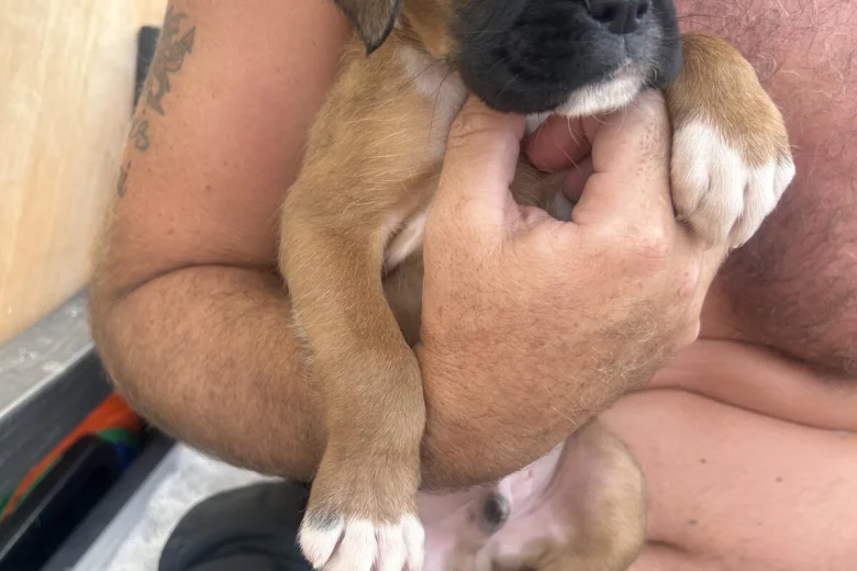 Boxer