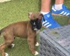 Boxer