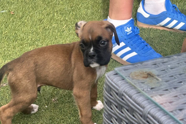 Boxer