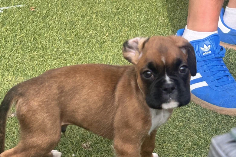 Boxer
