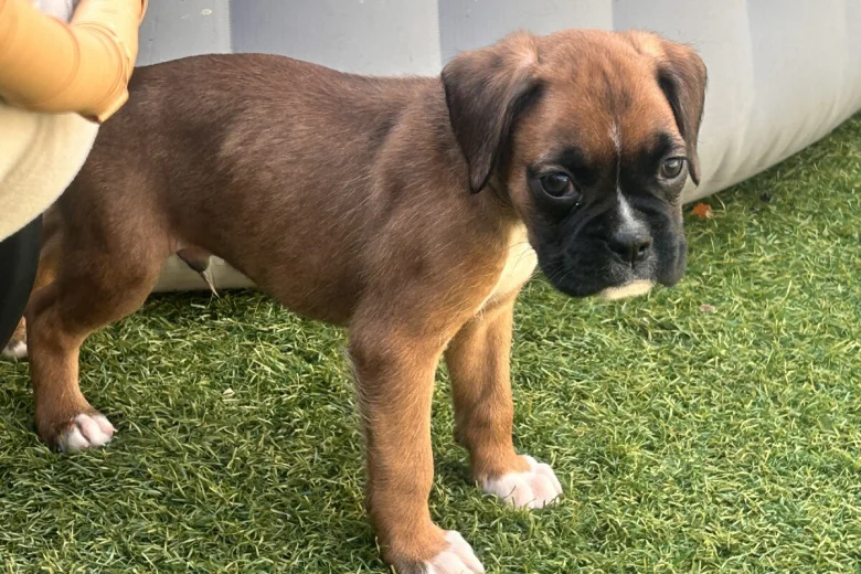 Boxer