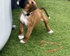Boxer
