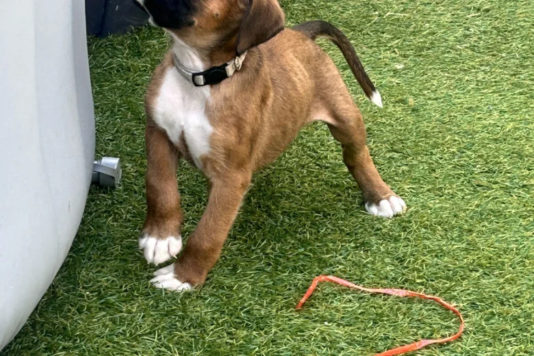 Boxer