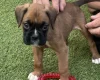 Boxer
