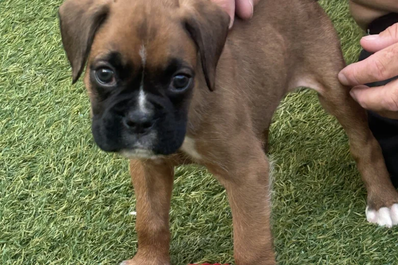 Boxer