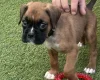 Boxer