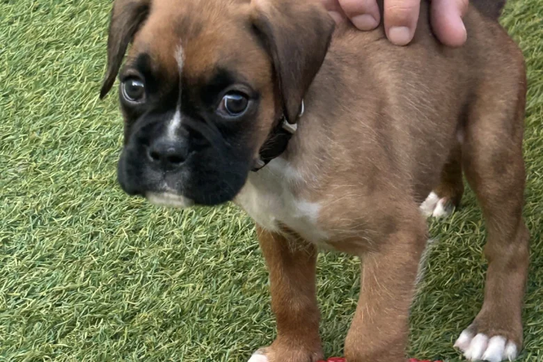 Boxer