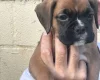 Boxer
