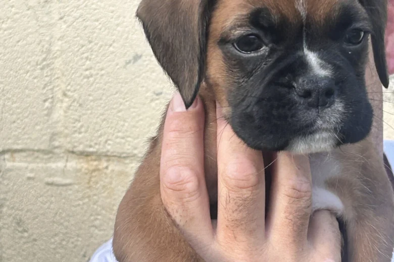 Boxer