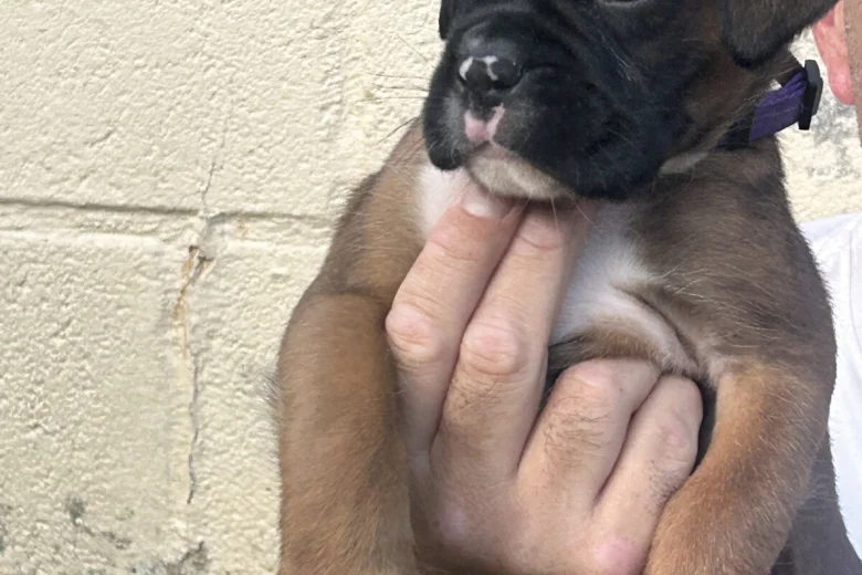Boxer