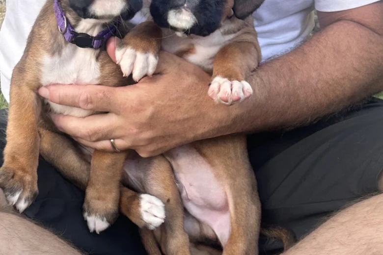 Boxer