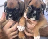 Boxer
