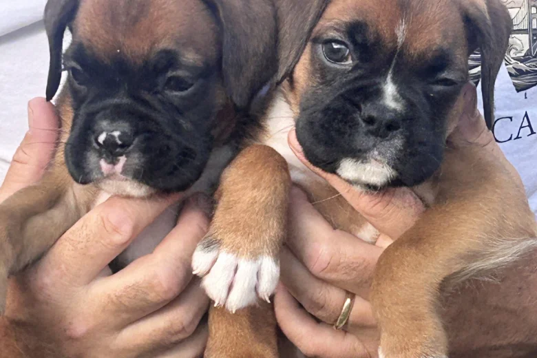 Boxer