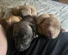 Bullmastiff