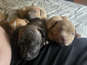 Presa Canario