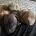Bullmastiff