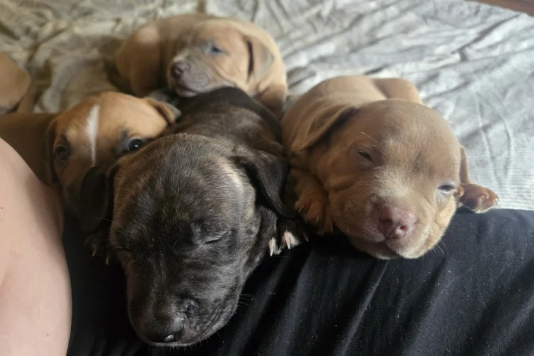 Bullmastiff