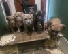 Bullmastiff