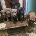 Bullmastiff