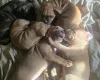Bullmastiff