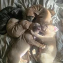 Presa Canario
