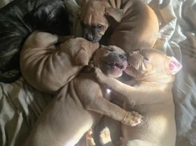 Presa Canario