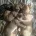 Bullmastiff