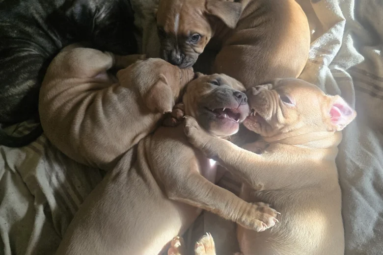 Bullmastiff