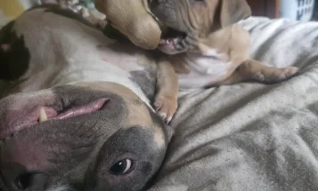 Presa Canario