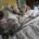 Bullmastiff
