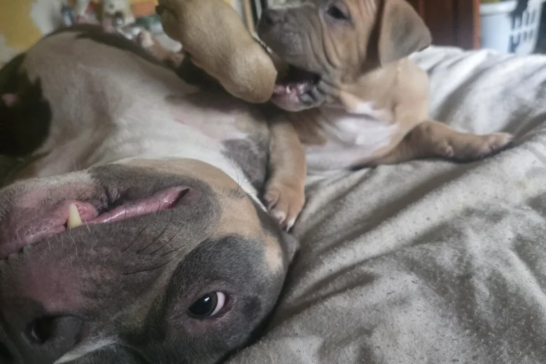 Bullmastiff