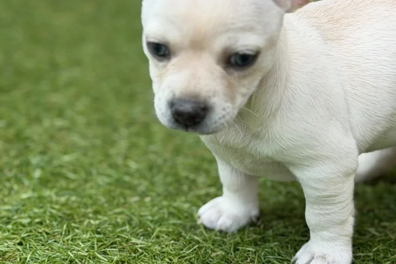 Chihuahua