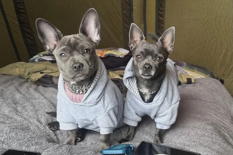 Chihuahua